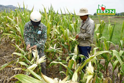 "Ngô điếc" ở Nâm N'đir