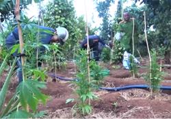 Lại thêm 1 vụ trồng cây cần sa trái phép ở xã Ea Nam (huyện Ea H'leo)