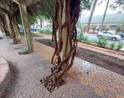 Đừng đối xử "tàn nhẫn" với cây xanh như thế!