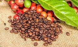Giá cà phê hôm nay 23/4: Cà phê Arabica tăng nóng, vượt đỉnh tháng