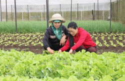 Đến năm 2025, toàn tỉnh sẽ xây dựng 225 mô hình VietGAP quy mô lớn