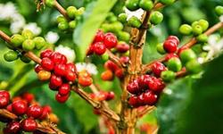 Giá cà phê hôm nay 26/4: Dự báo đà tăng vẫn tiếp tục