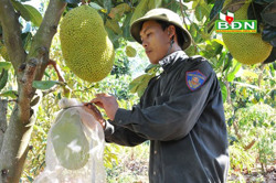 Cây ăn trái - Diện tích tăng, giá bấp bênh