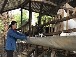 Huyện Cư M'gar: Hiệu quả từ nguồn vốn tín dụng chính sách