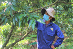 Mùa vải ngọt ở Ea Dăh