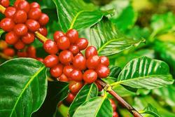 Giá cà phê hôm nay 28/4: Tăng mạnh, sắp chạm mốc 34 triệu đồng/tấn