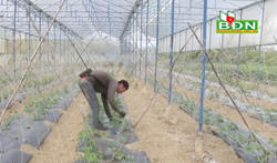 Thu nhập 300 triệu đồng từ trồng dưa trong nhà lưới