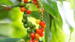 Giá tiêu hôm nay 3/4: Giảm thêm 500 - 1.000 đồng/kg