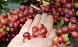 Giá cà phê hôm nay 5/4: Thị trường nông sản ảm đạm