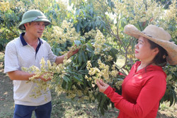 Cơ hội đưa trái vải Ea Na vươn xa