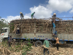 Nhọc nhằn nữ "phu mía"