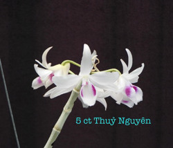 Đưa mặt hàng "lan đột biến" vào quản lý thuế