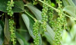 Giá tiêu hôm nay 6/4: Giá cao nhưng không có tiêu để bán