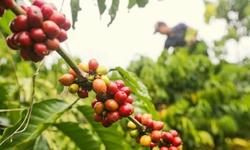 Giá cà phê hôm nay 6/4: Quay đầu tăng nhẹ
