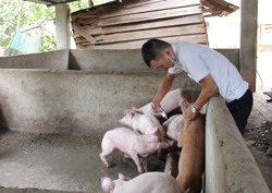 Chăn nuôi đang có chiều hướng tăng