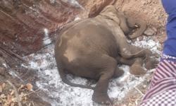 Voi cái gần 80 tuổi ở Đăk Lăk chết