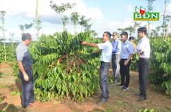 Hiệu quả từ chương trình tái canh cà phê ở Đắk Mil