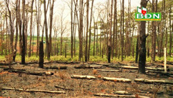 Hàng trăm cây thông non tại xã Quảng Sơn bị đốt cháy