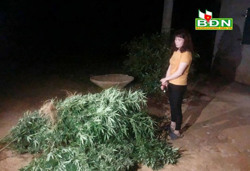 Đắk Glong phát hiện 3 vụ trồng cây cần sa trái phép