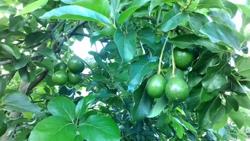 Chăm sóc cây bơ để hạn chế rụng trái