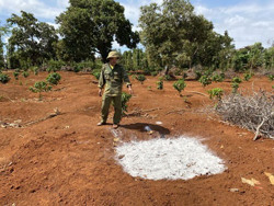 Tái phát dịch tả heo châu Phi ở huyện Cư M'gar