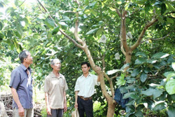 Nông dân Buôn Hồ cùng "bắt tay" phát triển sản xuất