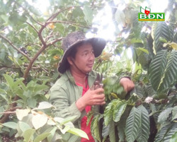 Vượt khó làm giàu trên vùng quê Nâm Nung