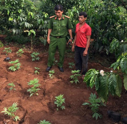 Hai vợ chồng "gây dựng" vườn cần sa từ những hạt giống "người lạ cho"?