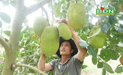 Thu 250 triệu đồng từ 600 cây mít Thái