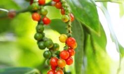 Giá tiêu hôm nay 13/5: Hồ tiêu Gia Lai giảm nhẹ