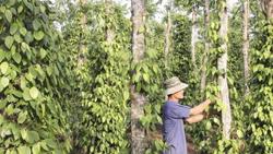 Giá tiêu hôm nay 17/5: Dự báo giảm trong thời gian tới