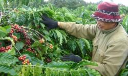 Bón phân cho cà phê mùa mưa ở Tây Nguyên