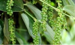 Giá tiêu hôm nay 24/5: Sản lượng xuất khẩu giảm hơn 19%