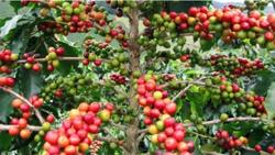 Giá cà phê hôm nay 24/5: Cà phê trong nước duy trì ổn định