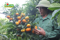 Thu nhập bình quân đầu người của Đắk Nông đứng thứ 2 khu vực Tây Nguyên