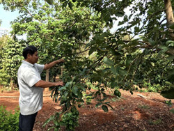 Nâng cao giá trị cây ăn quả ở huyện Cư M'gar