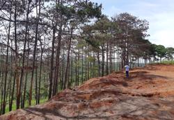 Cưa hạ hơn 6.700 cây thông chết ven đường