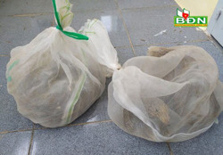 Lại thêm vụ tàng trữ động vật hoang dã trái phép ở Cư Jút