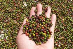 Giá tiêu hôm nay 27/5: Tăng nóng thêm 1.500 đồng/kg