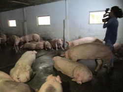 Việt Nam ngừng nhập heo Thái Lan