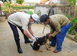 Những quan niệm không đúng về bệnh dại