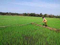 Cần tăng cường tập huấn chương trình IPM cho nông dân