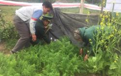 Siết chặt tình trạng trồng cây chứa chất ma túy