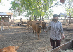 Huyện Ea Súp: Đến năm 2025, tổng đàn gia súc, gia cầm đạt khoảng 780.000 con