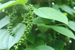 Giá tiêu hôm nay 29/5: Tiếp tục tăng thêm 500 - 1.000 đồng/kg