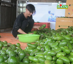 Thêm một mùa bơ trầm lắng