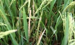 Nguy cơ sâu bệnh lúa rất cao từ nay đến đầu tháng 5/2021
