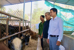 Triển vọng từ các mô hình kinh tế tập thể ở Hòa An