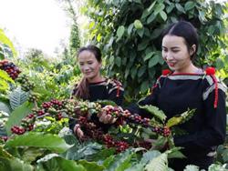 Giá cà phê hôm nay 6/5: Thị trường tiếp tục tăng mạnh