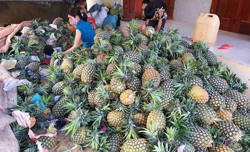 Tìm hướng phát triển bền vững cho cây dứa đồi ở Cư Drăm